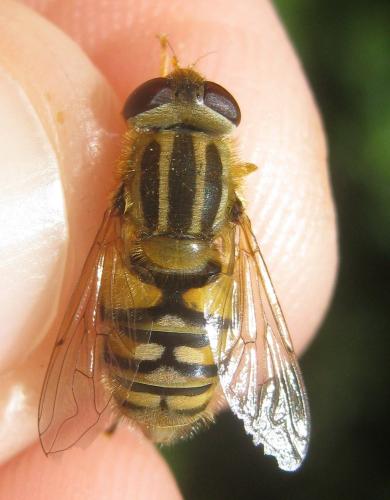 Réf. 304 424 : Parhelophilus frutetorum